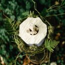 Biourne Bl&uuml;te der Erinnerung Silber mit geschnitzter Bl&uuml;te Ahorn