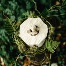 Biourne Bl&uuml;te der Erinnerung Wei&szlig; mit geschnitzter Bl&uuml;te Ahorn