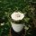 Biourne Blüte der Erinnerung Weiß mit geschnitzter Blüte Ahorn